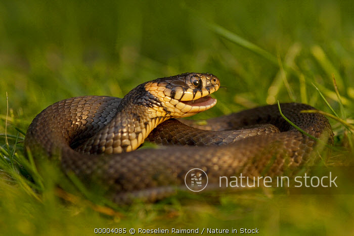 Grass Snake - Natrix Natrix Stock Image - Image of nature, defense