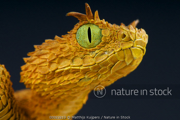 African Bush Viper stock photo - Minden Pictures