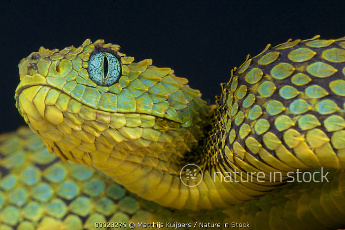 The dragon-like African Bush Viper, Atheris Squamigera : r/natureismetal