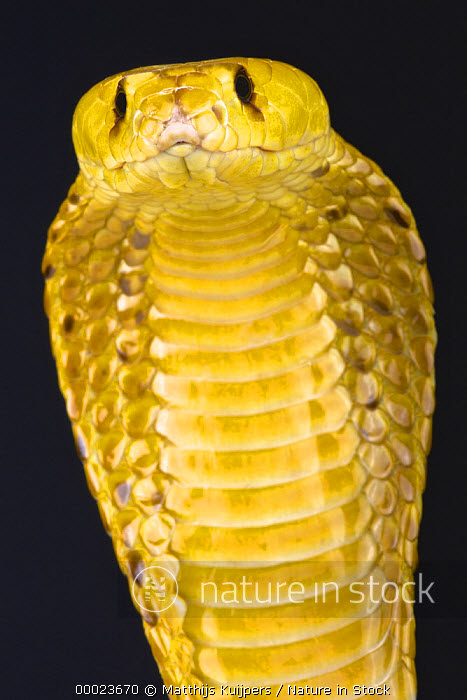Cobra Snake Front View