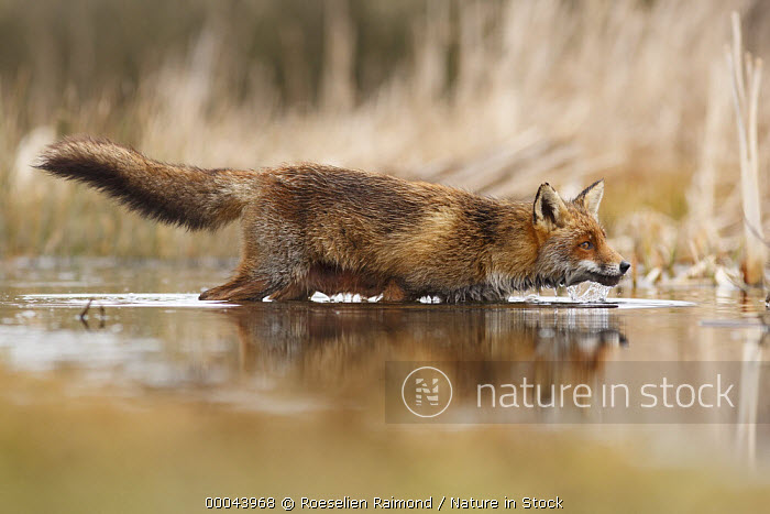 Nature in Stock