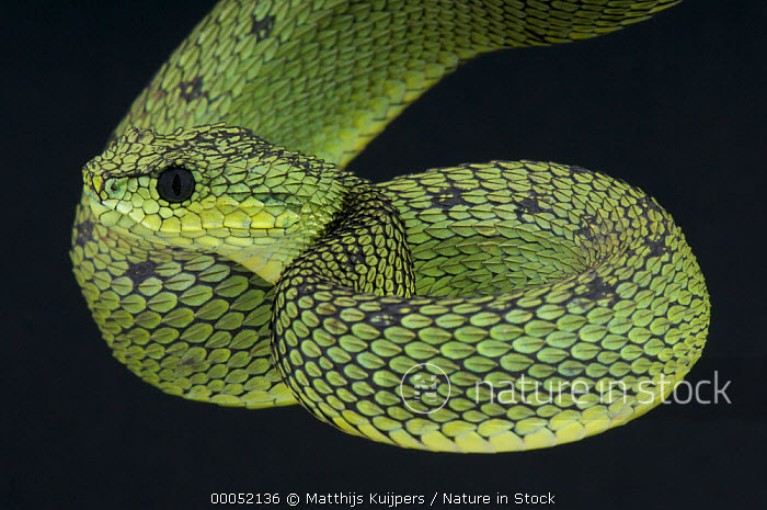 Green Bush Viper stock photo - Minden Pictures