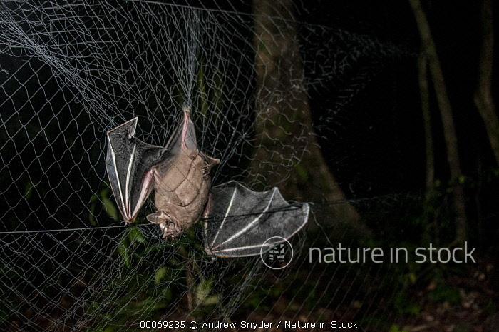 00069235 / A great fruit eating bat (Artibeus lituratus) caught in a mist  net during biodiversity surveys, Guyana, Surama