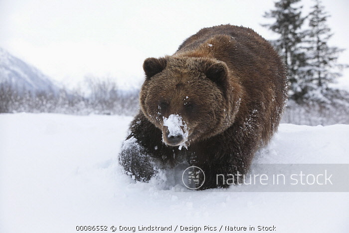 Brown Bears - Alaska Wildlife Conservation Center