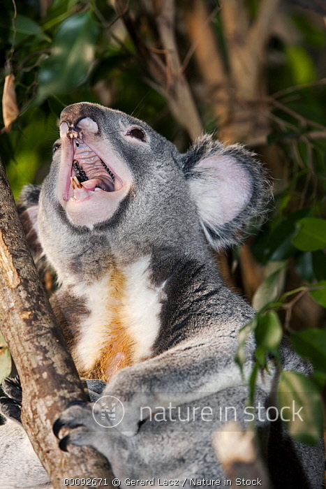koala teeth