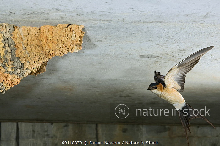 00118870 / Swallow (Cecropis daurica) flying towards Seville, Spain
