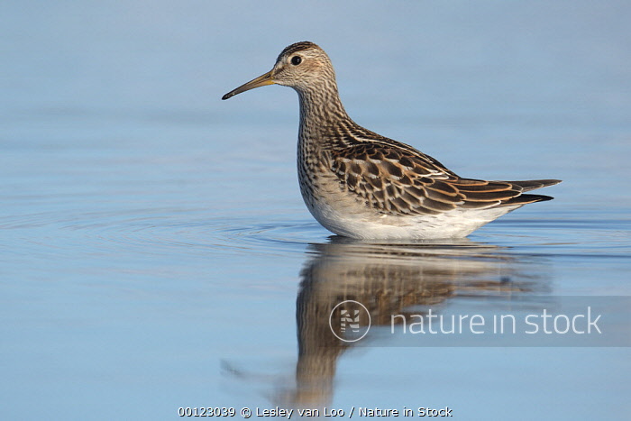 00123039 / Pectoral Sandpiper (Calidris melanotos) standing in the water,  Noord-Holland, The Netherlands