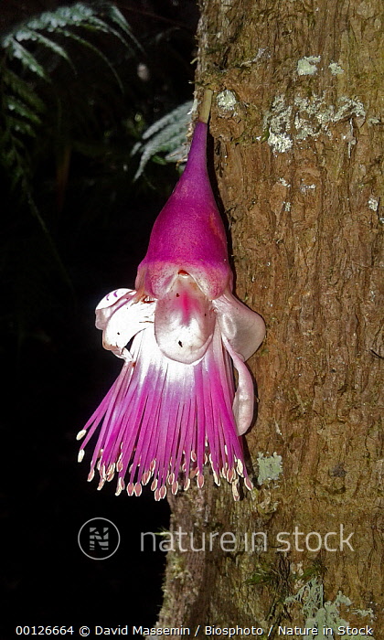 桜 印 【レア果樹】Syzygium longifolium - crumiller.com