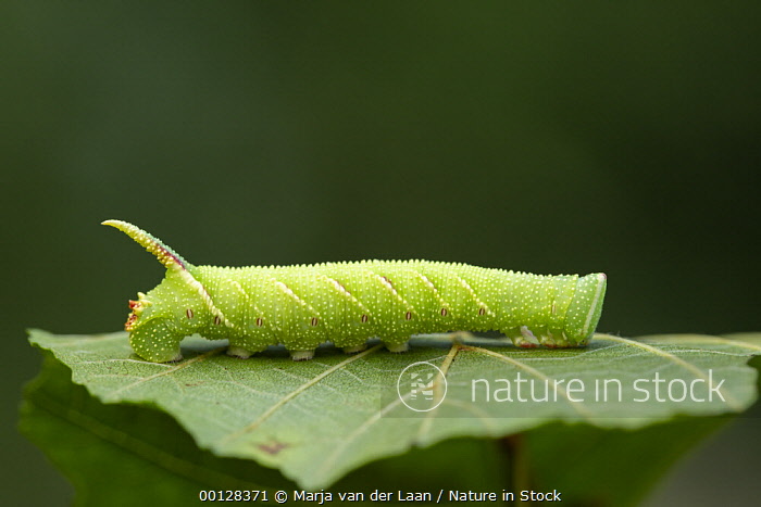Lime Hawk Moth Caterpillar A Lime Hawk Moth Caterpillar Mimas Tiliae lime-hawk-moth-caterpillar-a-lime-hawk-moth-caterpillar-mimas-tiliae