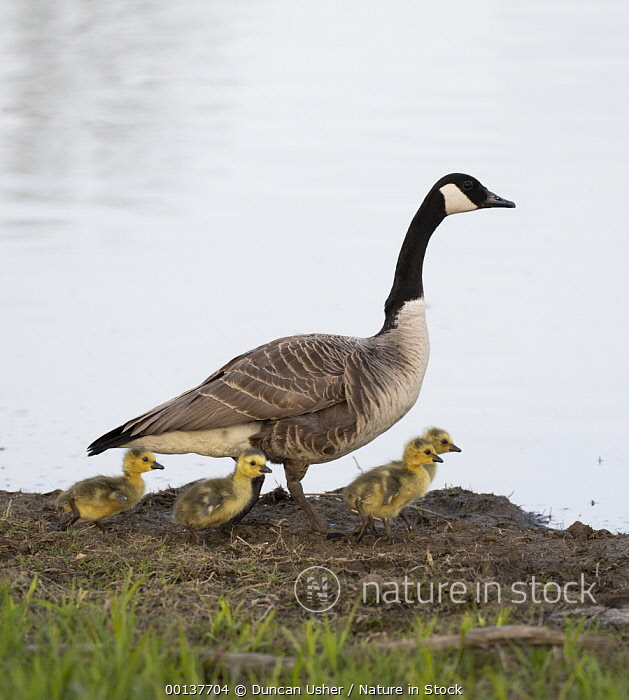 Canada goose bird female online