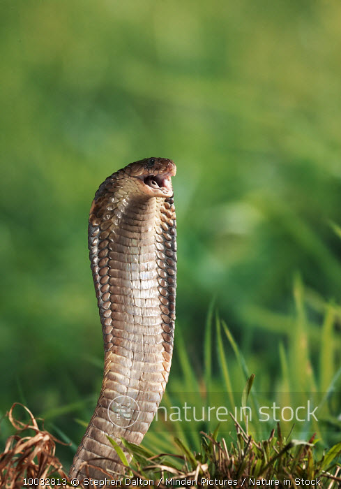 Snake Striking Side View