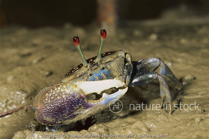 10038155 / Fiddler Crab (Uca sp) male emerging from burrow, Bako National  Park, Sarawak, Malaysia