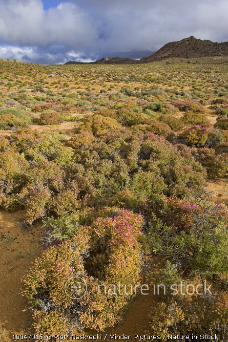 Nature in Stock