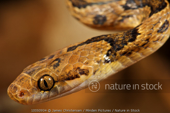 Colon snake