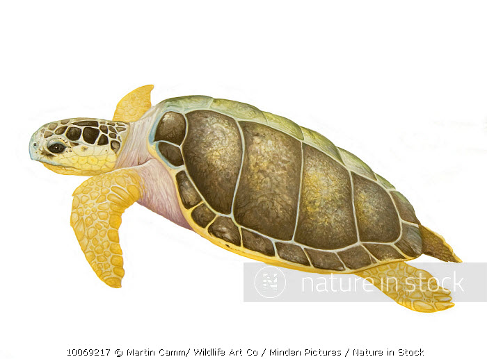 Sea turtle loggerhead