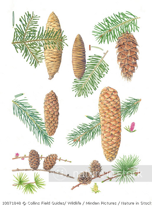 Nature in Stock