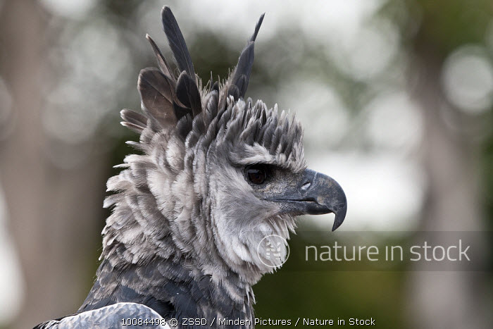 The harpy eagle, Harpia harpyja is also called the American harpy