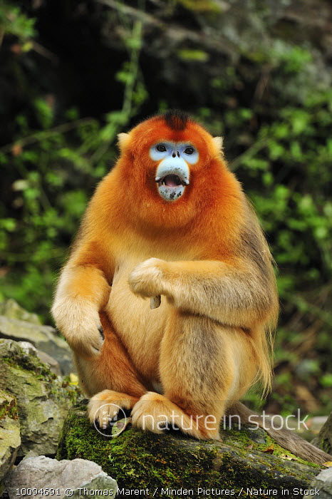 10094691 / Golden Snub-nosed Monkey (Rhinopithecus roxellana