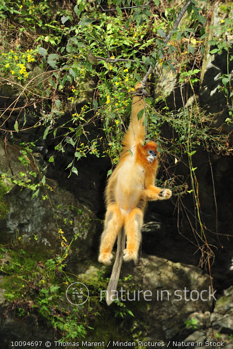 10094697 / Golden Snub-nosed Monkey (Rhinopithecus roxellana