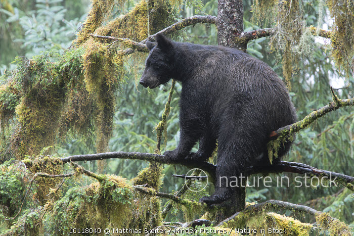 10118040 / Black Bear (Ursus americanus) in tree in temperate rainforest,  Anan Creek, Tongass National Forest, Alaska