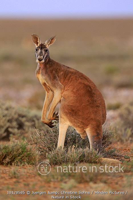10128585 / Red Kangaroo (Macropus rufus) male, Sturt National Park, New  South Wales, Australia