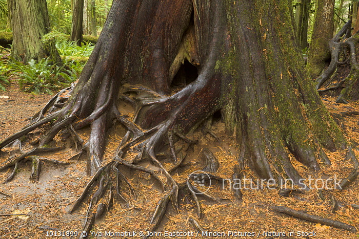 Nature in Stock