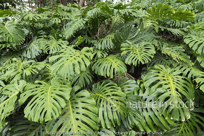 10141787 / Swiss Cheese Plant (Monstera deliciosa), Pu'uhonua O Honaunau  National Historical Park, Big Island, Hawaii