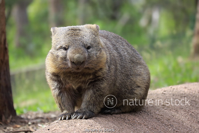 Wombat at Maria island, Tasmania available as Framed Prints, Photos, Wall  Art and Photo Gifts