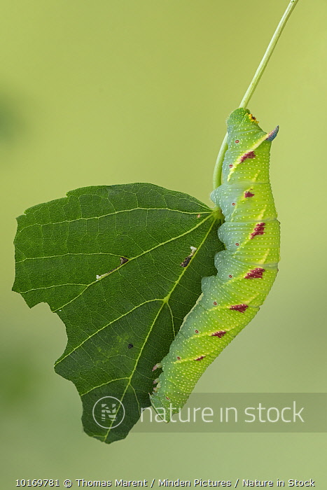 Lime Hawk Moth Caterpillar A Lime Hawk Moth Caterpillar Mimas Tiliae lime-hawk-moth-caterpillar-a-lime-hawk-moth-caterpillar-mimas-tiliae