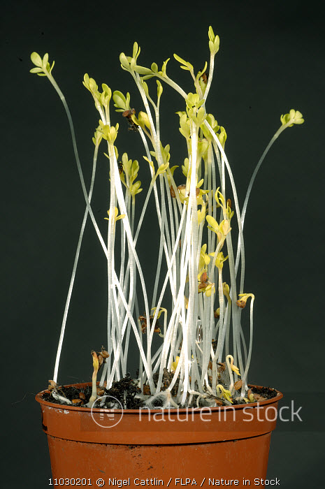 Nature in Stock