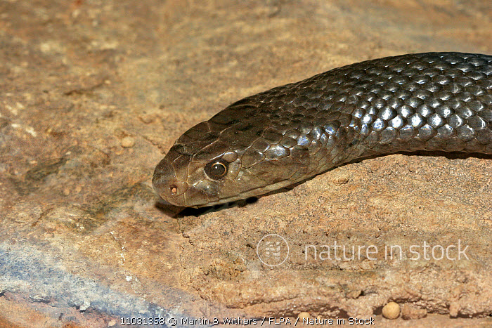バーベキュー・調理用品 bush de brunt snake fits OD bush de brunt snake fits OD