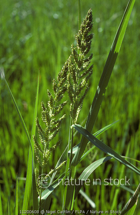 Nature In Stock