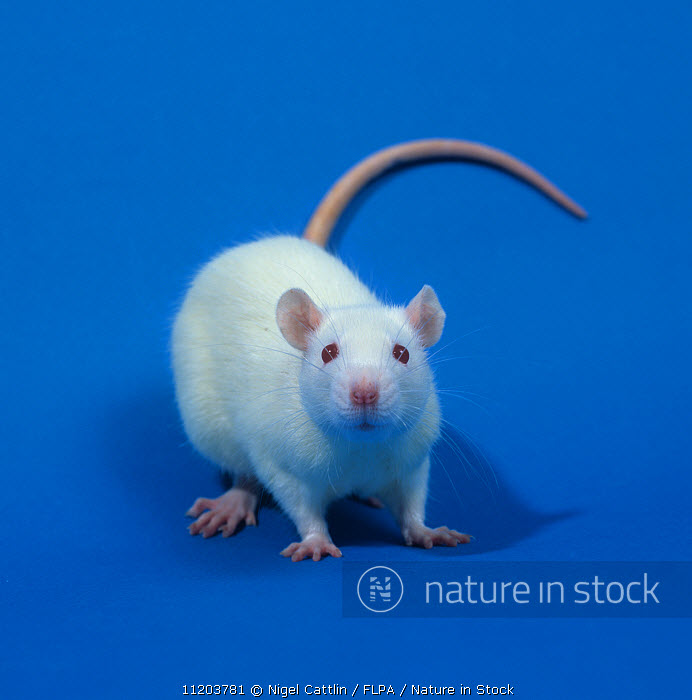 White Lab Rat The Curious History Of The Lab Rat