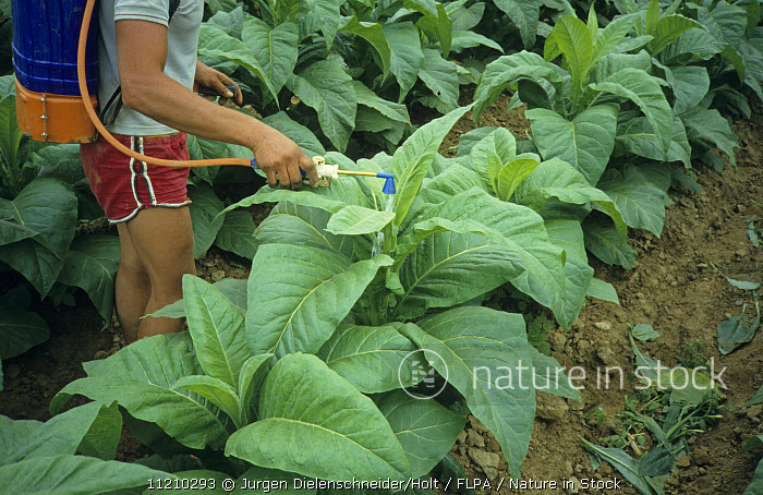 suckers in tobacco Nature in Stock