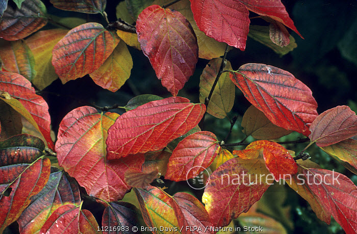Image of Fothergilla major close-up of leaves