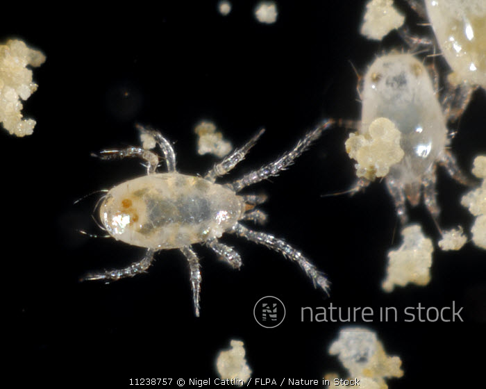 11238757 / A predatory mite (Amblyseius swirskii) attacking a food mite ( Carpophagus sp.)