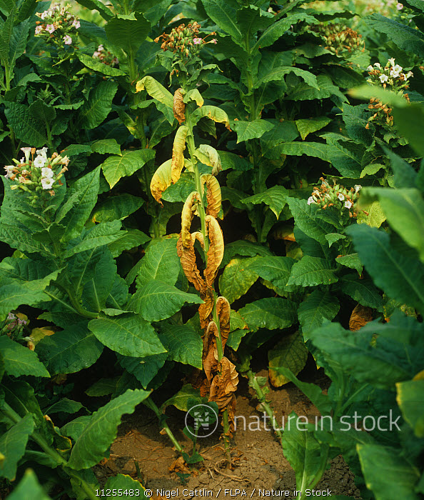 Nature in Stock