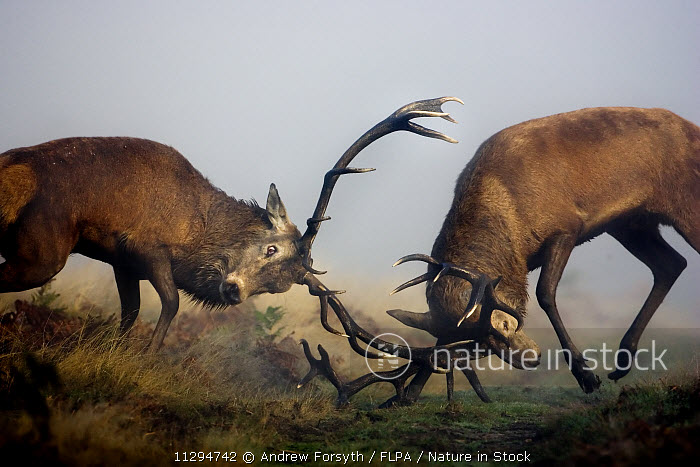 Red Deer Stags Crossword Clue Discount emergencydentistry com