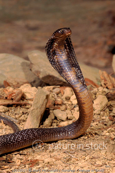 Cobra-indiana (Naja naja) · BioDiversity4All