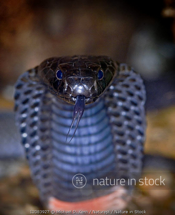 Black-necked cobra, snake