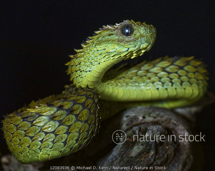 African Bush Viper stock photo - Minden Pictures