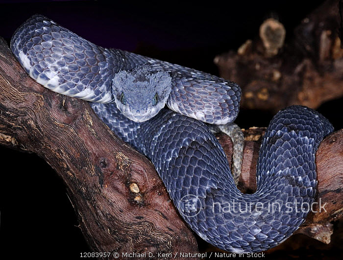 Green bush viper Atheris squamigera , on a branch, captive, Congo, Africa  Copyright: imageBROKER