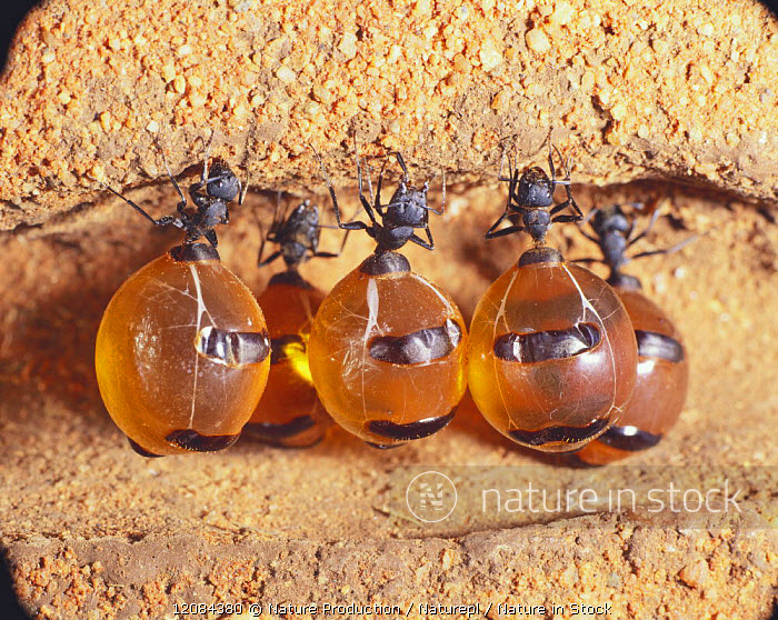 Honey Ant Honigameise Ansichtskarte Australien 