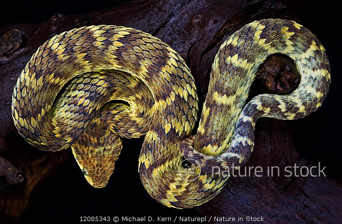 Atheris squamigera (Variable Bush Viper)