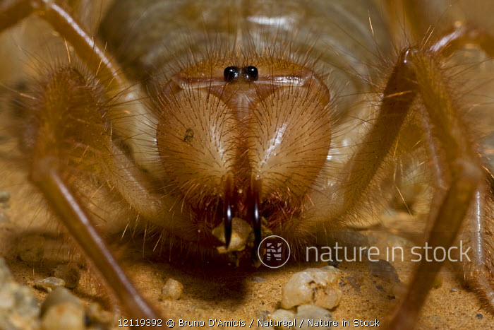 Arabian Desert Spiders The Solifuge | Wetlands Park Friends