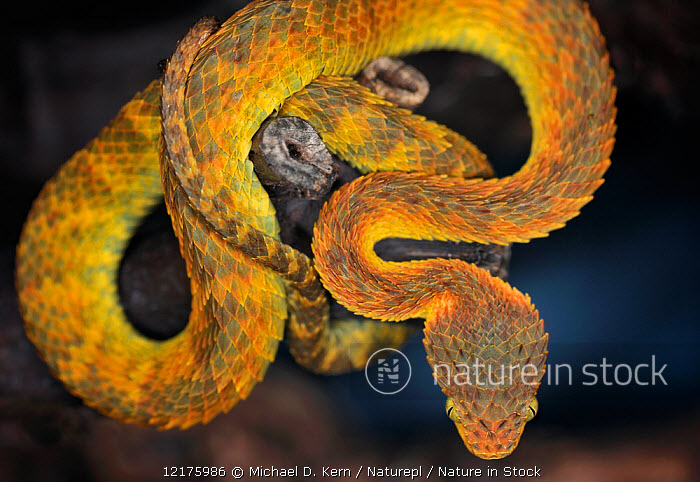 Close-up Of A Yellow Variable Bush Viper (Atheris Squamigera) From Central  African Countries. Stock Photo, Picture and Royalty Free Image. Image  153408574.