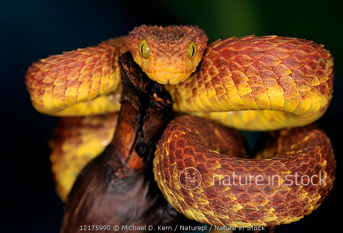 African Bush Viper (Atheris squamigera) Standard Vivarium Label – Cloud  Forest Design