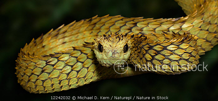 African Bush Viper stock photo - Minden Pictures