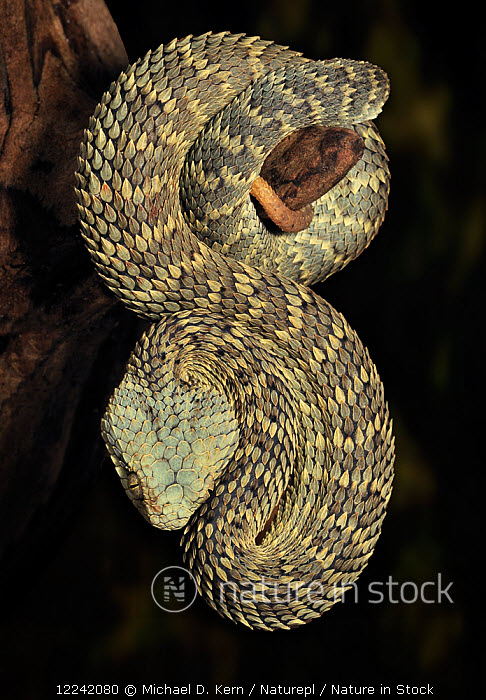 Green bush viper Atheris squamigera , on a branch, captive, Congo, Africa  Copyright: imageBROKER