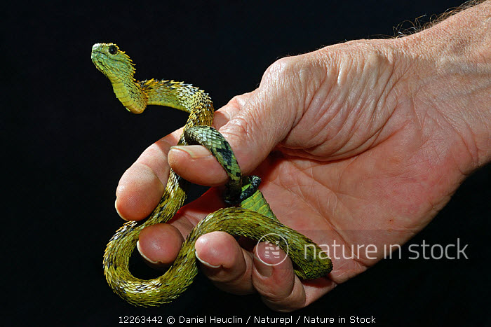 African Bush Viper stock photo - Minden Pictures